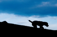 Picture of English Springer Spaniel silhouette