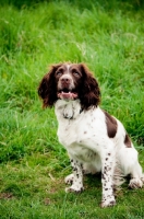 Picture of English Springer Spaniel sitting down
