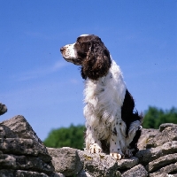 Picture of english springer spaniel sitting on a wall