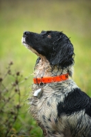 Picture of English Springer Spaniel sitting in a field