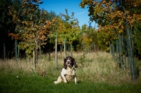 Picture of English Springer Spaniel sitting in field