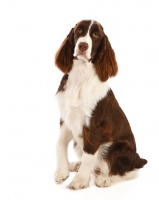 Picture of English Springer Spaniel sitting in studio