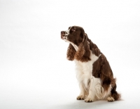 Picture of english springer spaniel sitting on white background