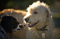 Picture of english springer spaniel smelling a lagotto romagnolo and labrador cross