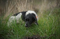 Picture of English Springer Spaniel smelling the grass