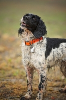 Picture of English Springer Spaniel standing in a field