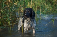 Picture of English Springer Spaniel standing in the water