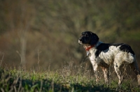 Picture of English Springer Spaniel standing in a field