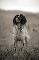 Picture of English Springer Spaniel standing in a field