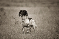 Picture of English Springer Spaniel standing in a field, one leg up