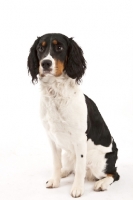 Picture of English Springer Spaniel, tri-colour