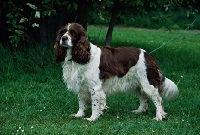 Picture of english springer spaniel undocked