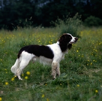 Picture of english springer spaniel, undocked, standing in a field