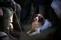Picture of English Springer Spaniel waiting with hunters