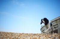 Picture of English Springer Spaniel walking on gravel