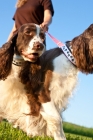 Picture of English Springer Spaniel walking on lead