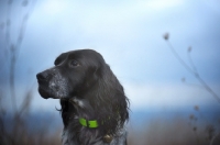 Picture of english springer spaniel with a serious face in a wintery scenery