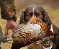 Picture of English Springer Spaniel
 with retrieved bird