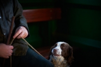 Picture of English Springer Spaniel with man