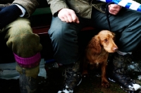 Picture of English Springer Spaniel with hunters