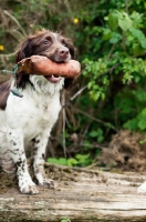 Picture of English Springer Spaniel with dummy