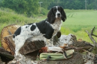Picture of English Springer Spaniel with pheasant