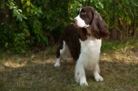 Picture of english springer spaniel with greenery background