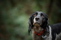 Picture of English Springer Spaniel with a sad look