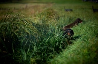 Picture of English Springer Spaniel working in field