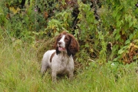 Picture of English springer spaniel, working type, amongst greenery