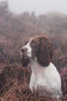 Picture of English Springer Spaniel, working type