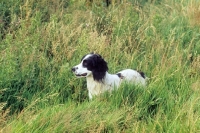 Picture of english springer spaniel working type, in field