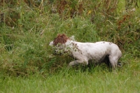 Picture of English springer spaniel, working type, searching