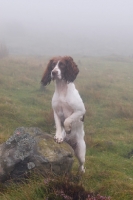 Picture of English Springer Spaniel, working type, looking alert