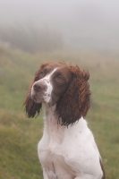 Picture of English Springer Spaniel, working type, looking away