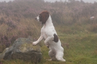 Picture of English Springer Spaniel, working type