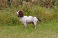 Picture of English springer spaniel, working type, side view