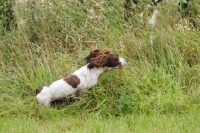 Picture of English springer spaniel, working type