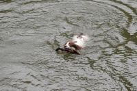 Picture of English springer spaniel, working type, retrieving dummy