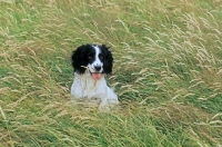 Picture of english springer spaniel, working type,  in a field in blowing grass