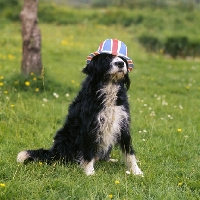 Picture of english springer spaniel x bearded collie wearing union jack hat