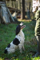Picture of english springer spaniels waiting for instructions from owner