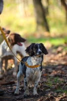 Picture of english springer spaniels waiting during a hunt