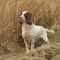 Picture of English Springer Spaniel