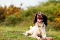 Picture of English Springer Spaniel