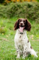 Picture of English Springer Spaniel