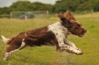 Picture of English Springer Spaniel