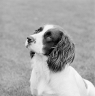 Picture of english springer spaniel
