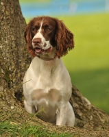 Picture of English Springer Spaniel