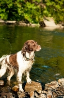 Picture of English Springer Spaniel